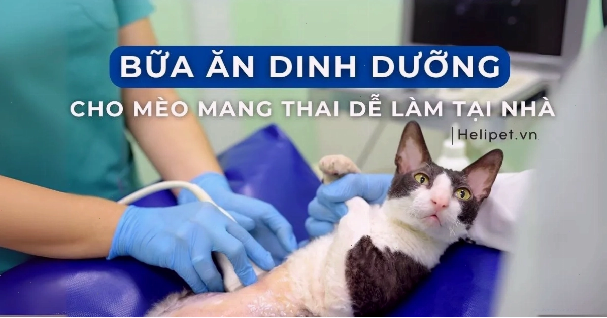 Chăm sóc dinh dưỡng cho mèo mẹ mang thai