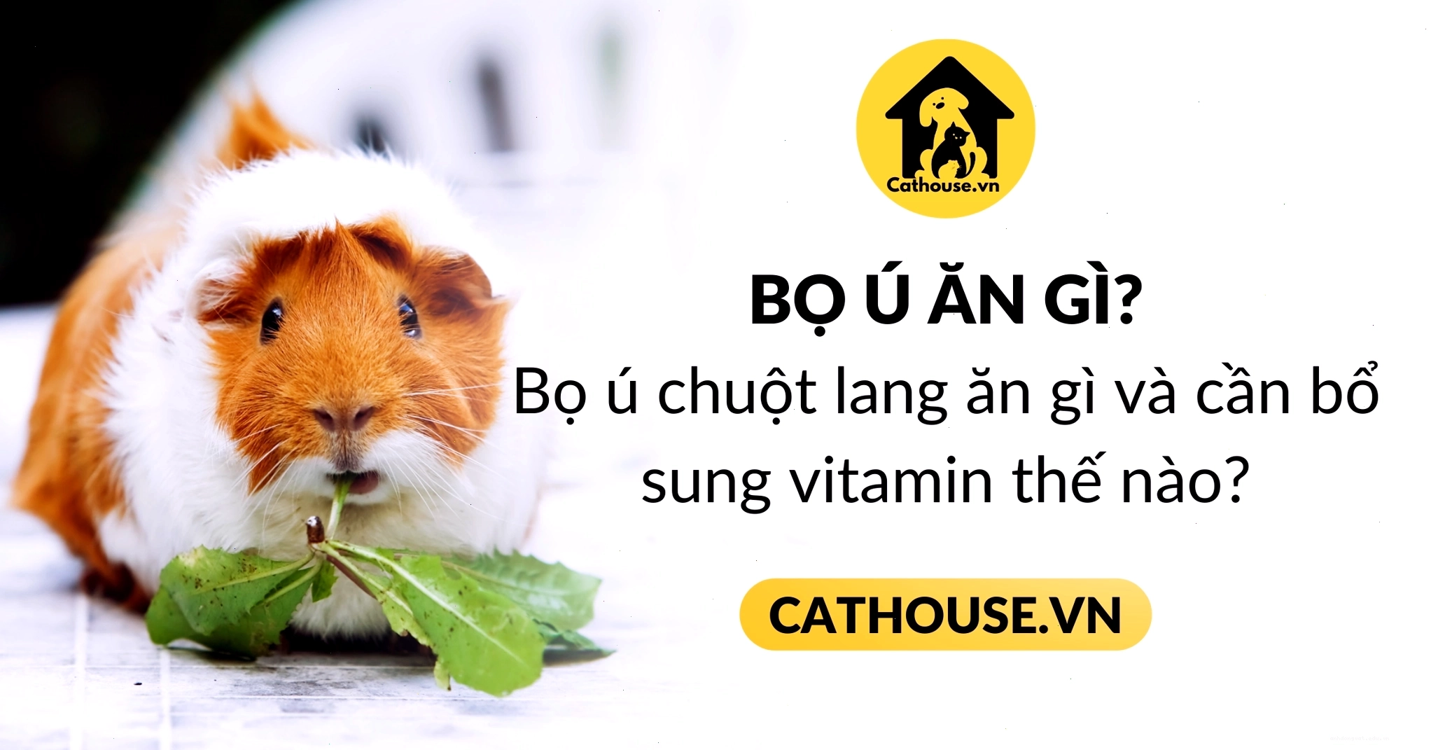 Chăm sóc sức khỏe cho chuột lang