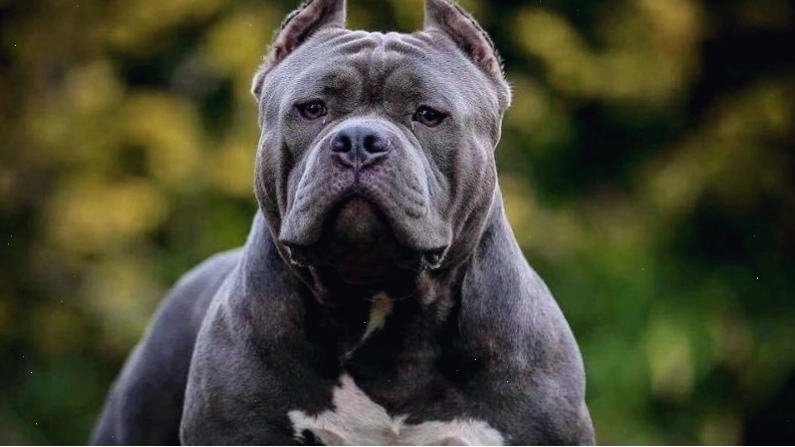 Chế độ ăn cho chó Bully trên 6 tháng tuổi