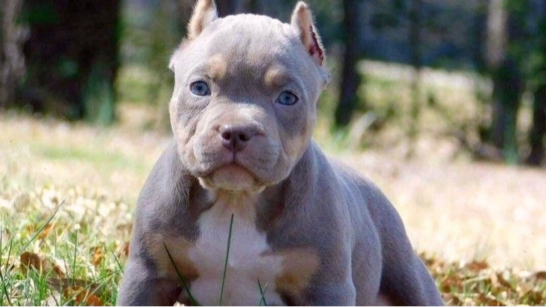 Chế độ ăn cho chó Bully từ 3 đến 6 tháng tuổi