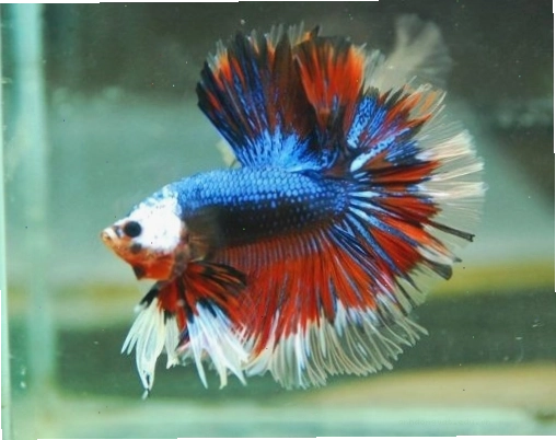 Chế độ ăn đa dạng giúp cá Betta Halfmoon khỏe mạnh và lên màu đẹp