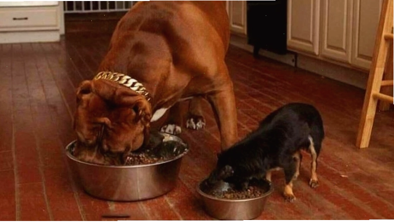 Chế độ dinh dưỡng cần thiết cho chó Bully