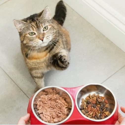 Chén thức ăn dành cho mèo tabby