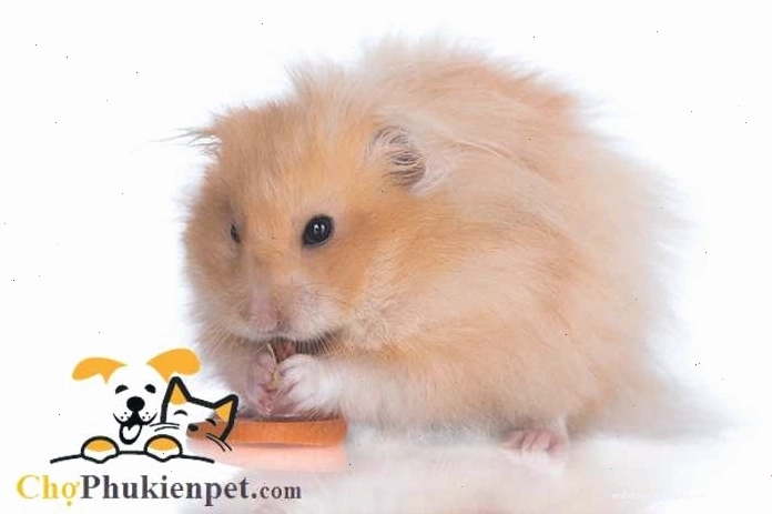Chi tiết bộ lông xù và đôi mắt đục của hamster già