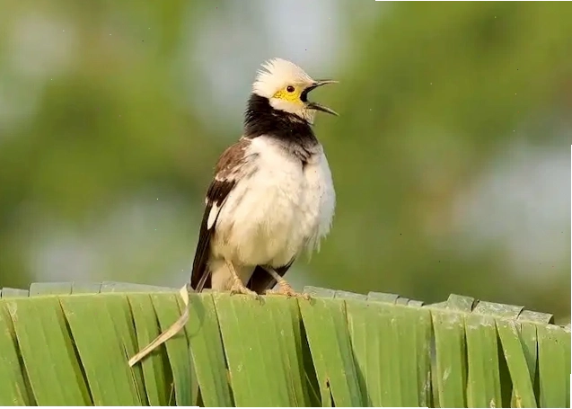 Chim Cà Cưỡng với mào trắng đặc trưng và bộ lông nâu xám thanh lịch