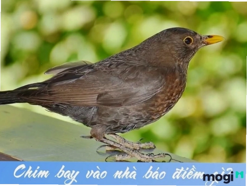 Chim đen bay vào nhà là điềm cát hay hung?