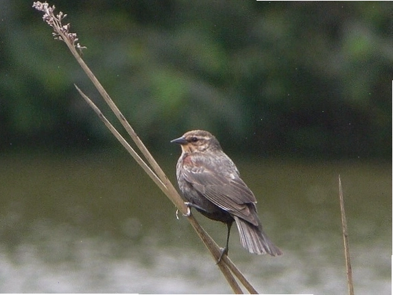 Chim red-winged blackbird cái