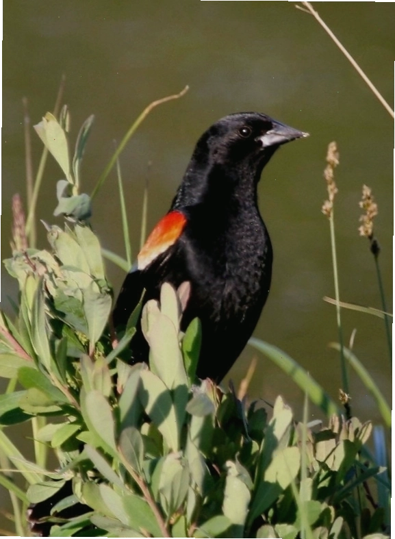 Chim red-winged blackbird đực cận cảnh
