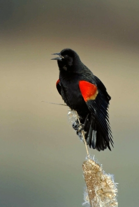 Chim red-winged blackbird đực trưởng thành
