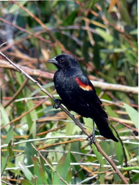 Chim red-winged blackbird tập trung quan sát