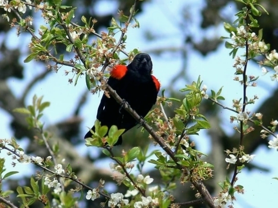 Chim red-winged blackbird trên cành cây