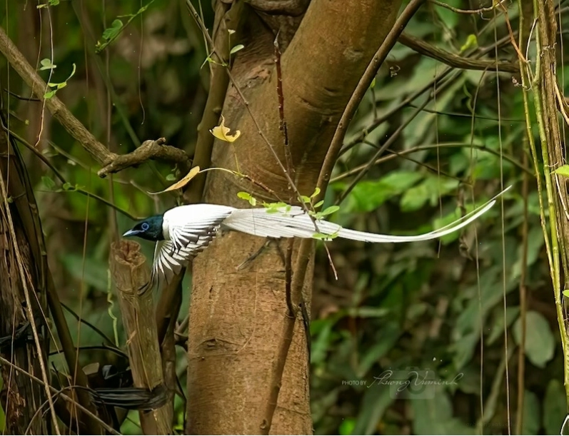 Chim thiên đường đuôi phướn săn mồi trên không