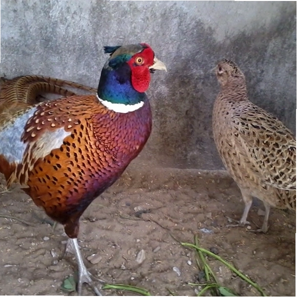Chim trĩ đỏ giống chuẩn giá rẻ