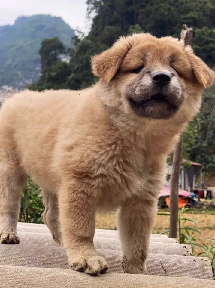 Chó Bắc Hà dũng mãnh và trung thành từ vùng núi Việt Nam