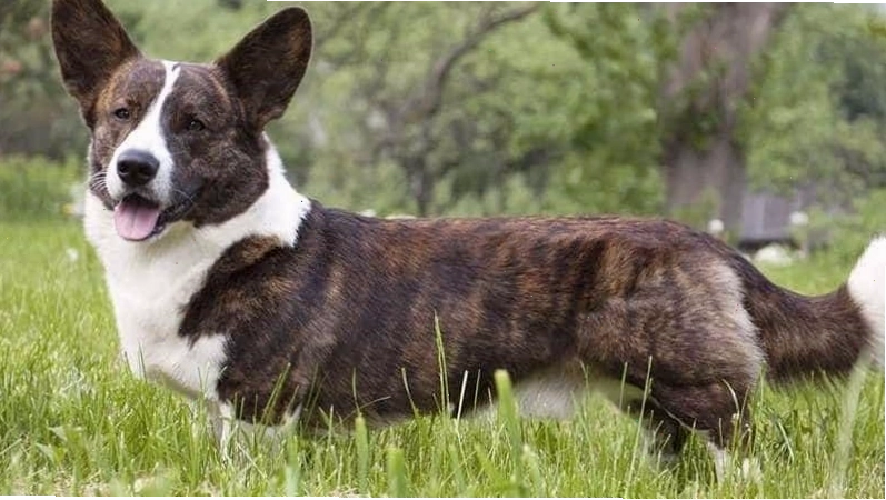 Chó Cardigan Welsh Corgi với bộ lông đa sắc