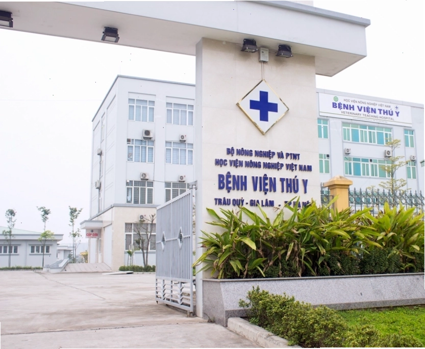 Chó con với các triệu chứng mệt mỏi, bỏ ăn