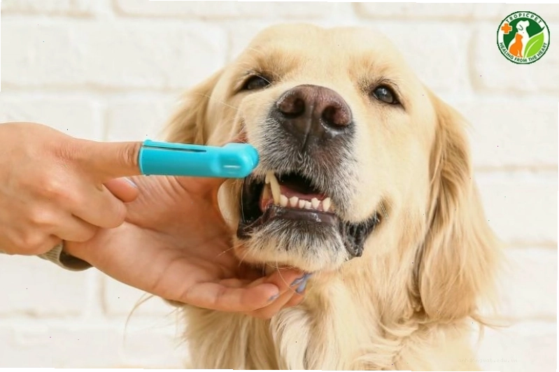 Chó con với hàm răng sữa nhỏ xinh