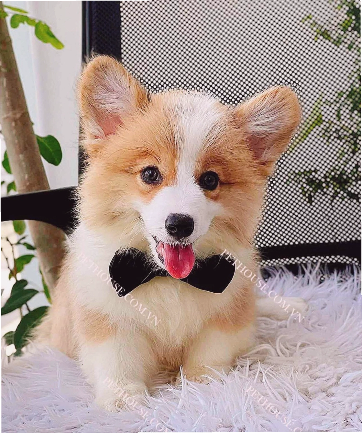 Chó Corgi chân lùn mông to mã CG140
