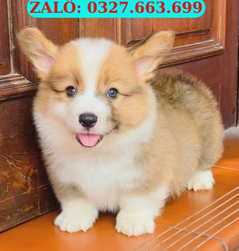 Chó Corgi con đáng yêu tại Đà Nẵng