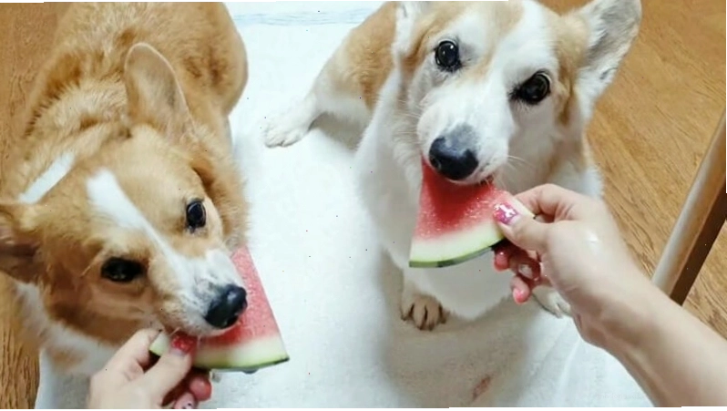 Chó Corgi đang ăn thức ăn