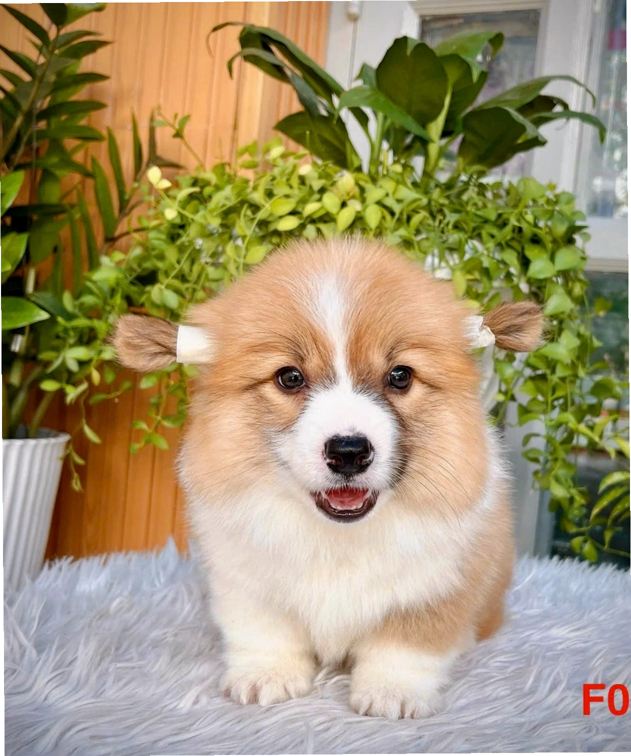 Chó Corgi mã CG4457