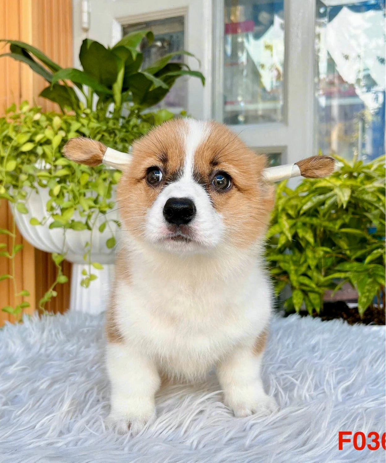Chó Corgi mã CG4458