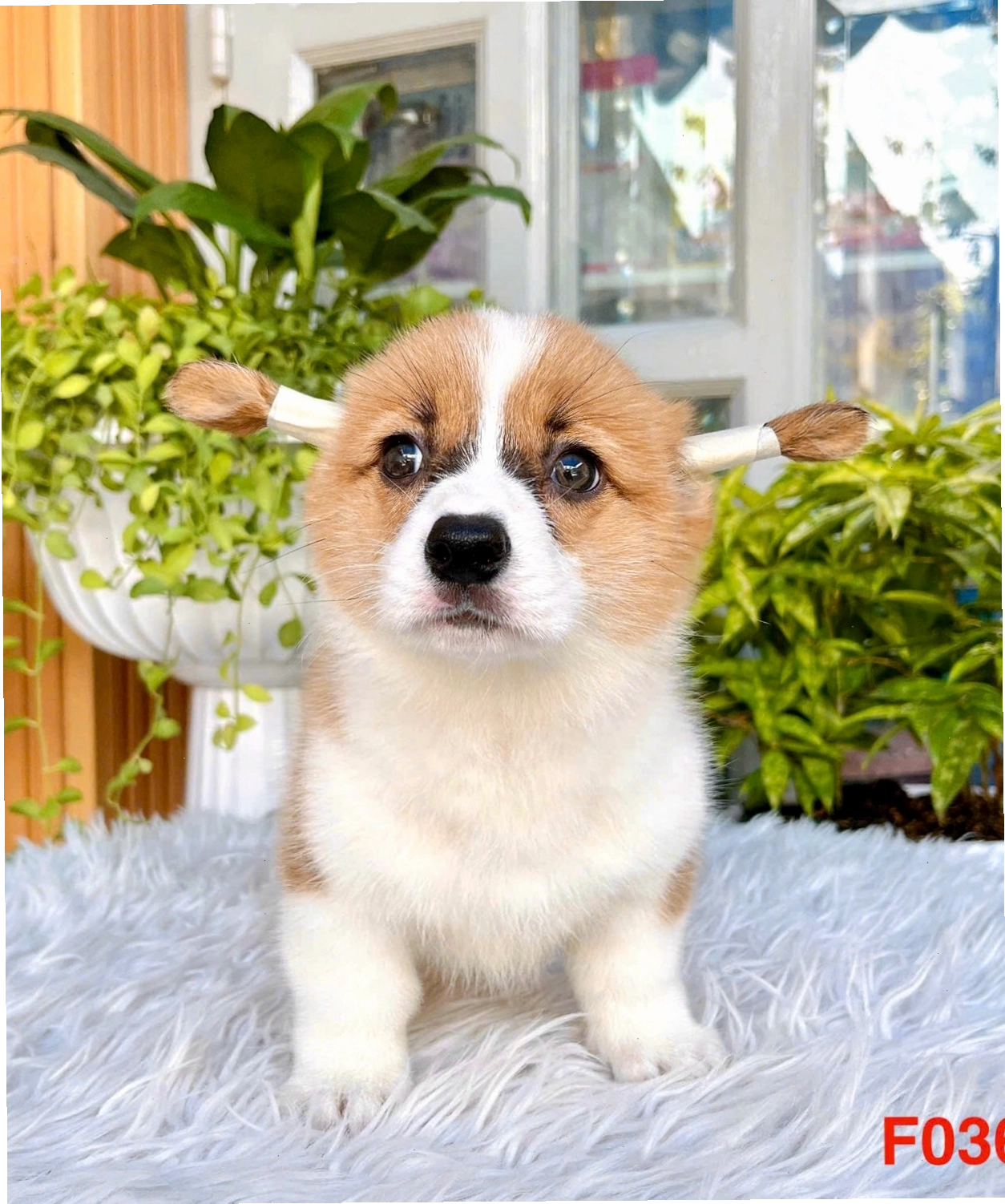 Chó Corgi mã CG4458