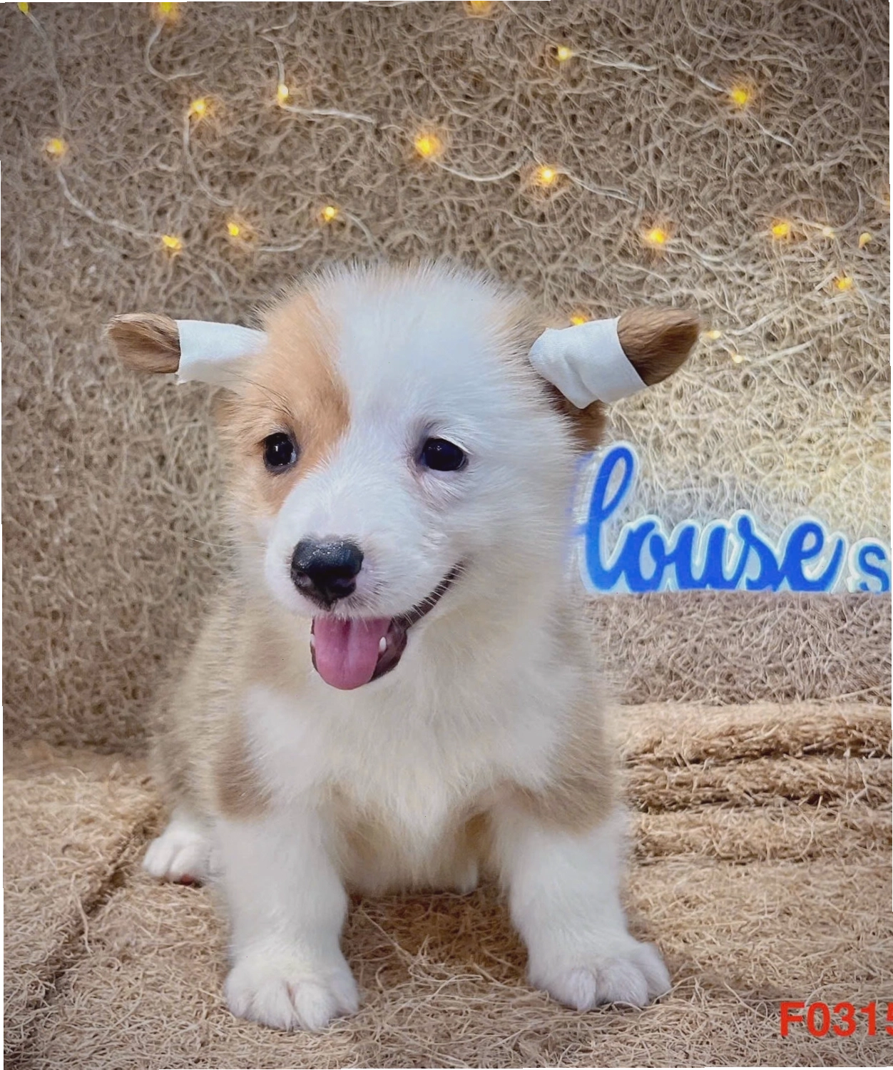 Chó Corgi màu tam thể mã CG4159