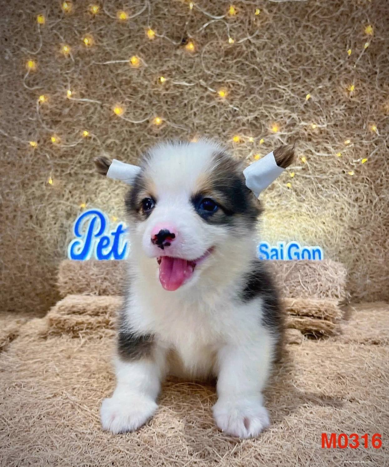 Chó Corgi màu tam thể mã CG4160