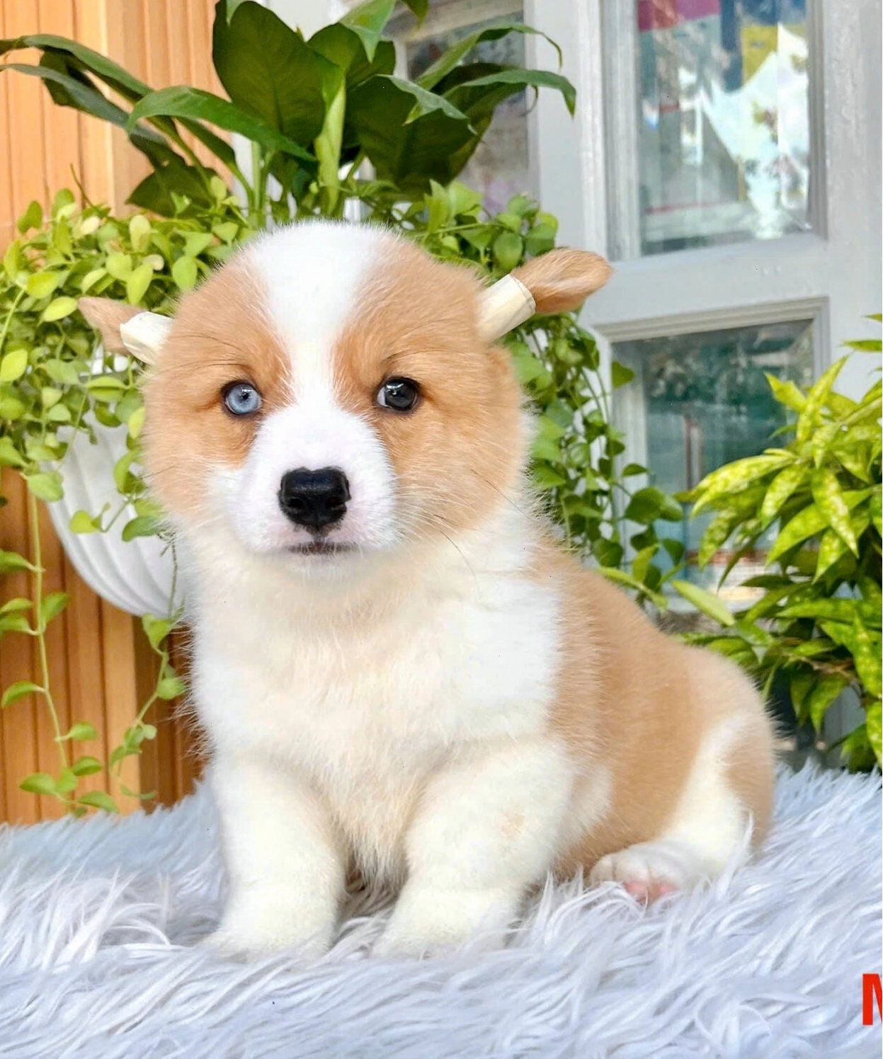 Chó Corgi Pembroke hai màu mắt mã CG4455