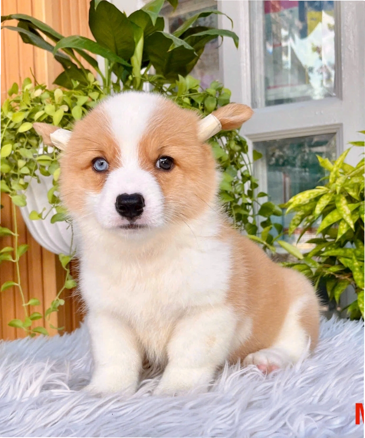 Chó Corgi Pembroke hai màu mắt mã CG4455