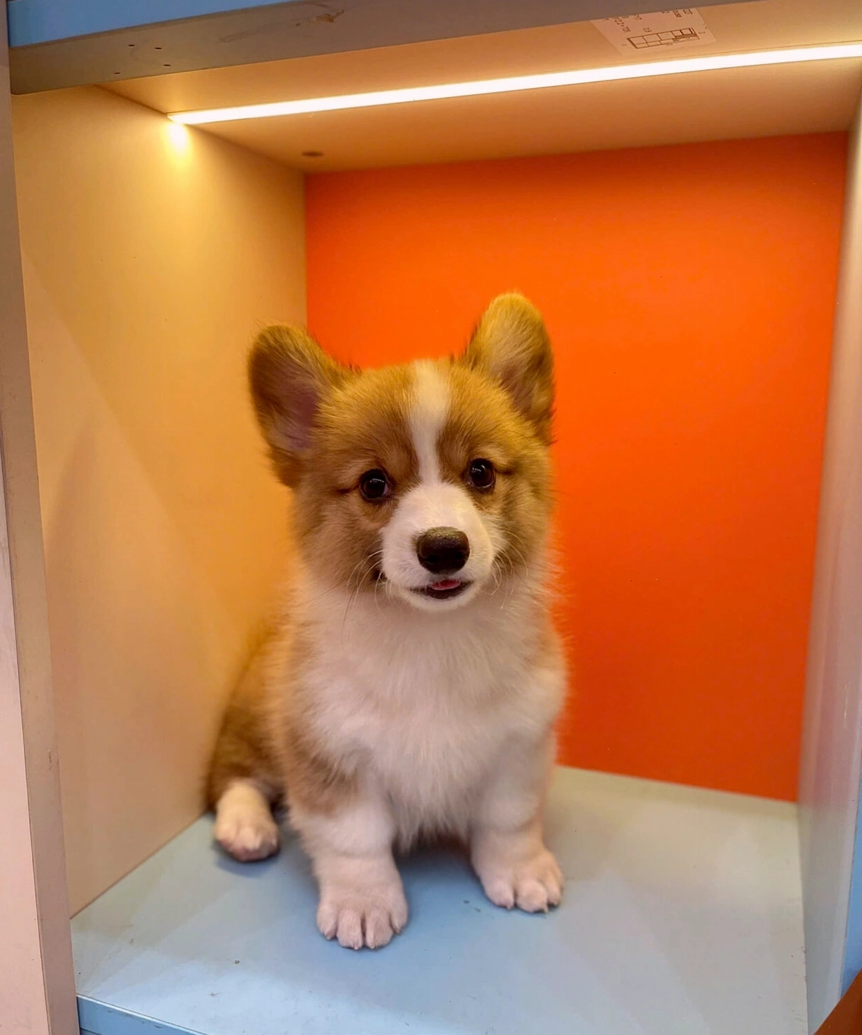 Chó Corgi siêu đẹp mã CG3513