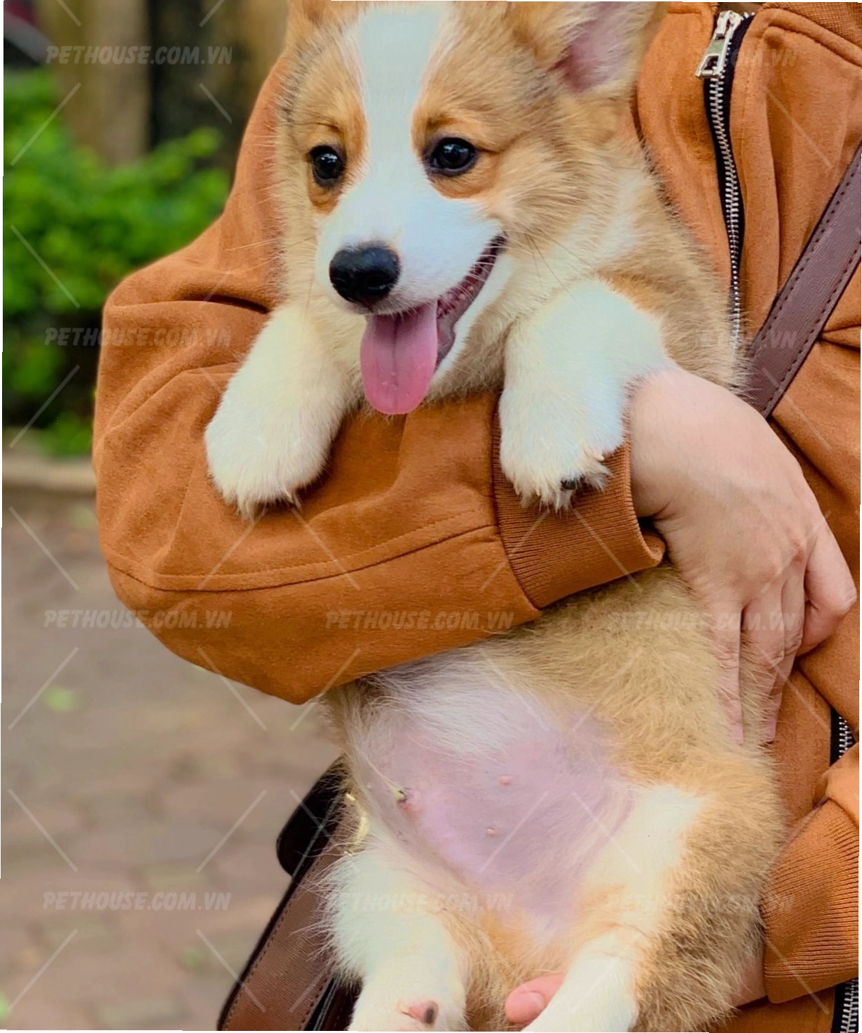 Chó Corgi vàng trắng mã CG989