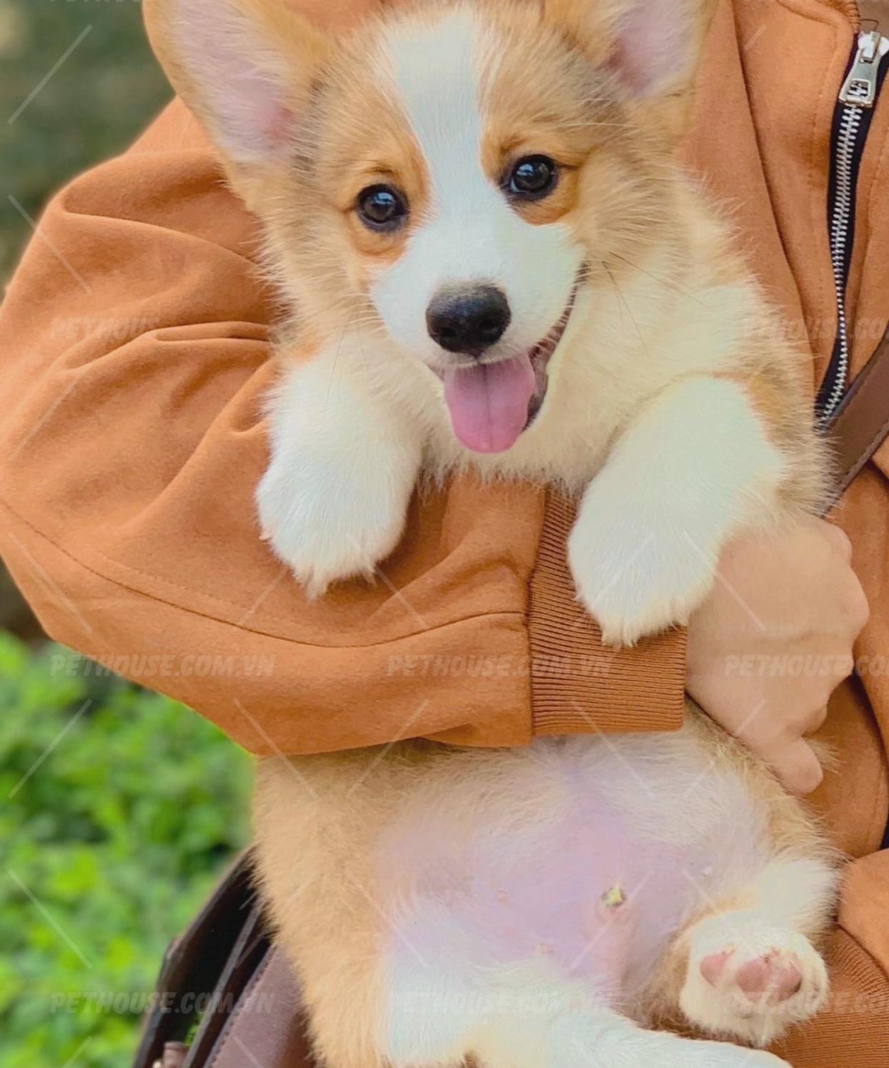 Chó Corgi vàng trắng mã CG989 khỏe mạnh