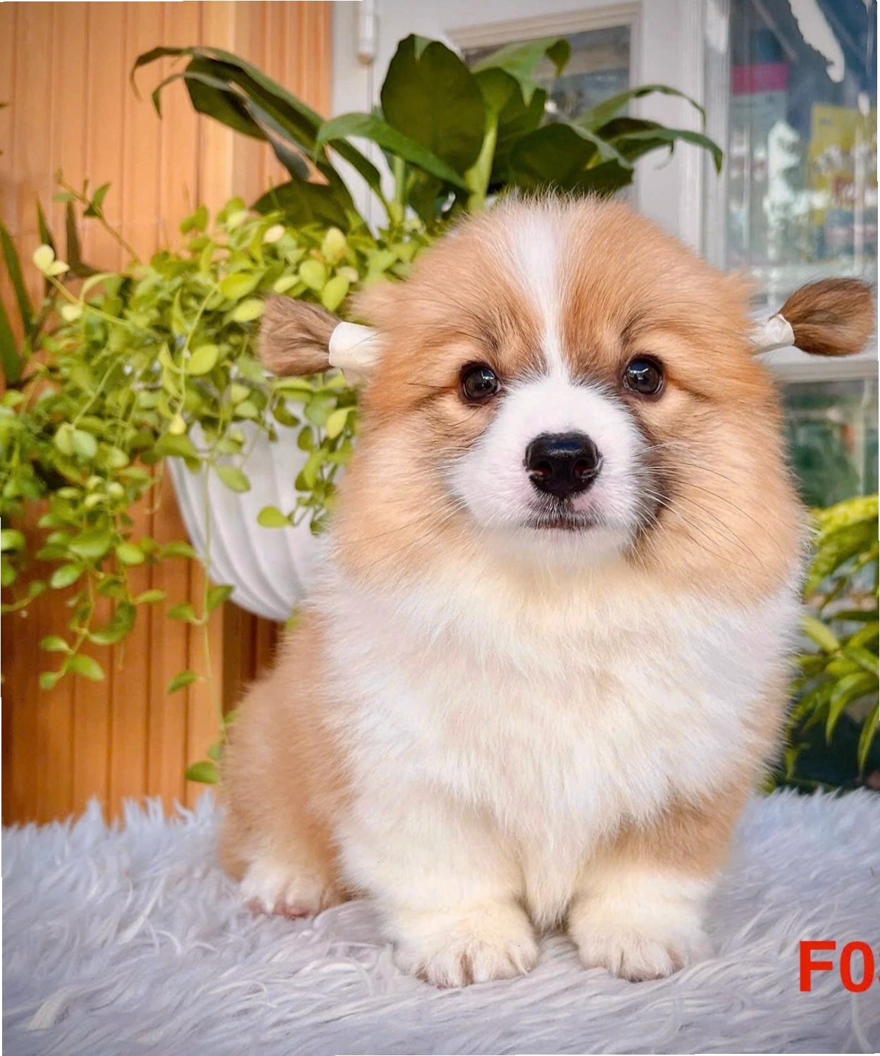 Chó Corgi VIP Âu vàng trắng mã CG4457