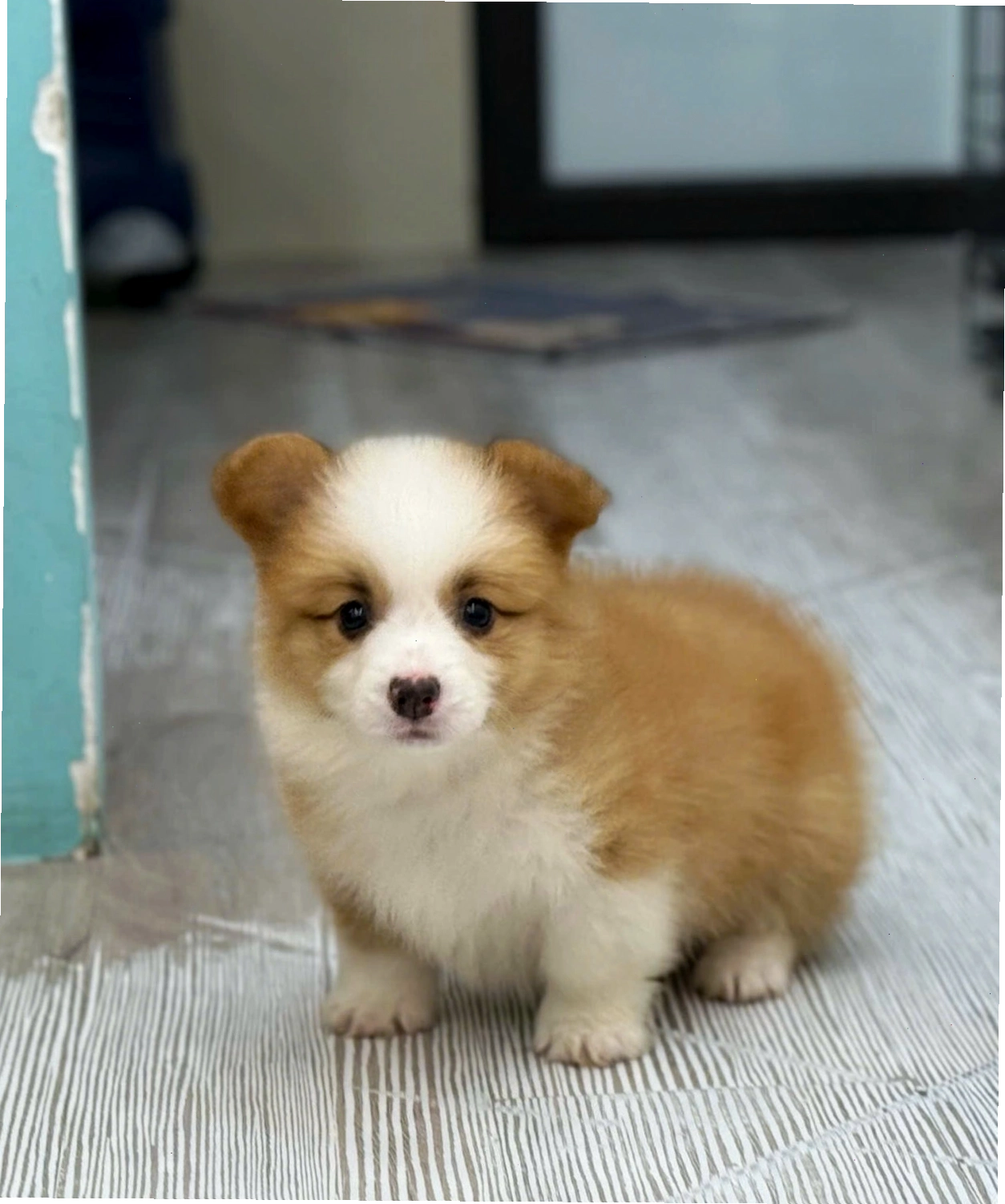 Chó Corgi VIP mã CG4470