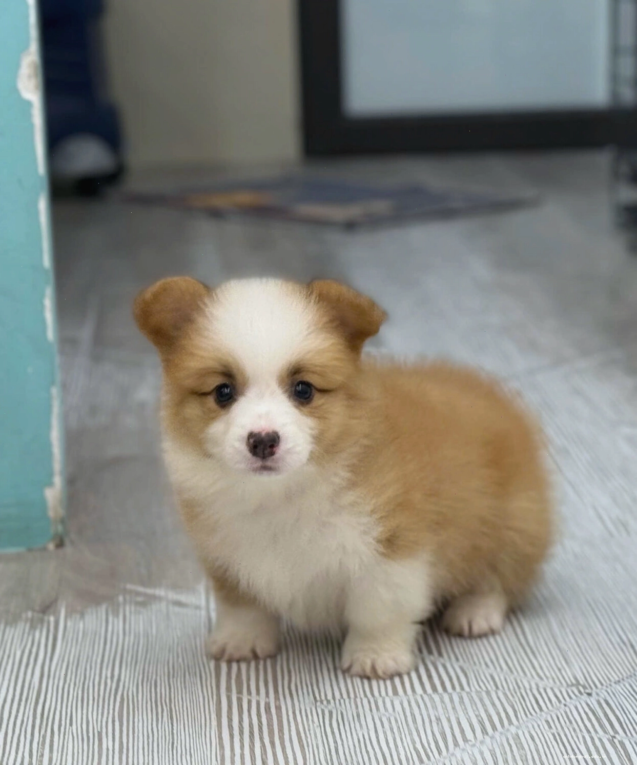Chó Corgi VIP mã CG4470