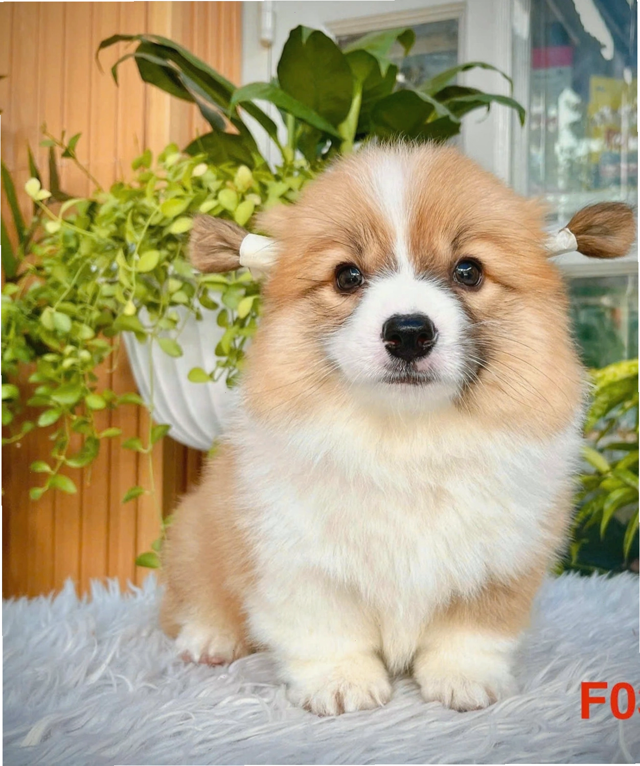 Chó Corgi VIP màu vàng trắng mã CG4457