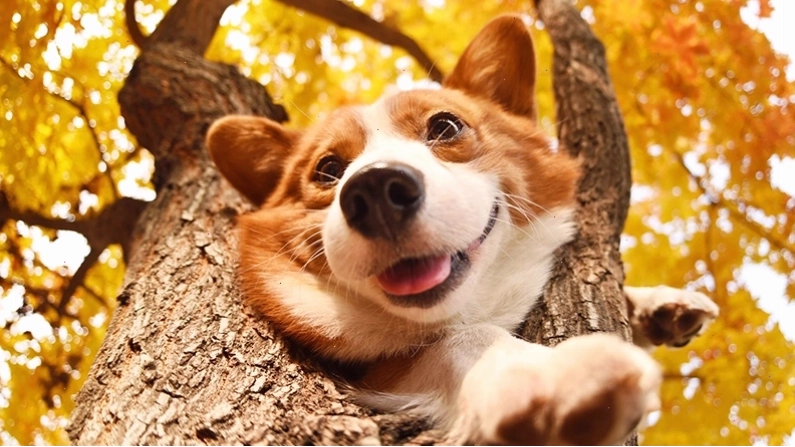 Chó Corgi vui đùa