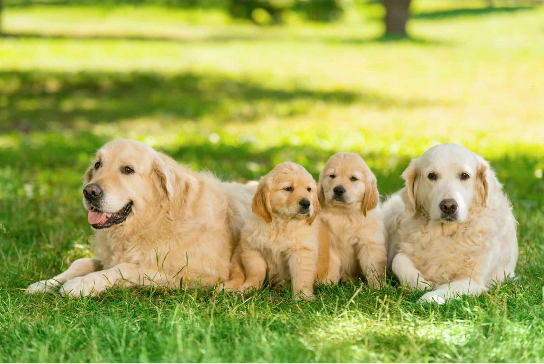 Chó Golden con và chó Golden bố mẹ