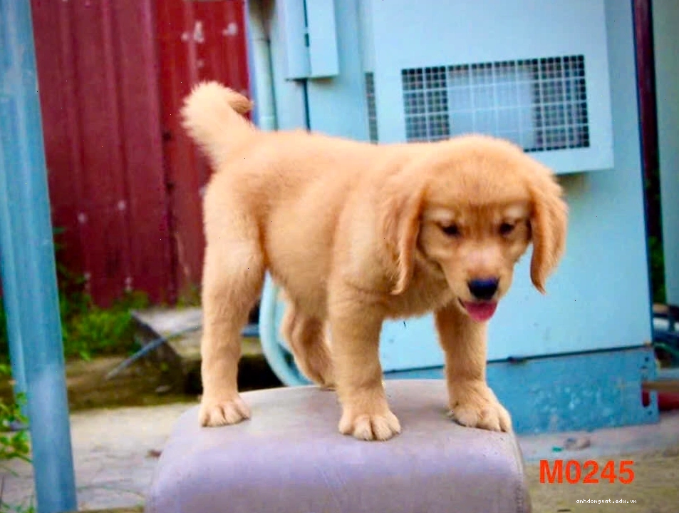 Chó Golden màu vàng đậm với vẻ ngoài khỏe khoắn và đáng yêu