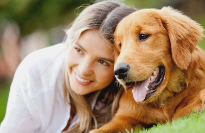 Chó Golden Retriever cực kỳ thân thiện, ấm áp và ngọt ngào với mọi người