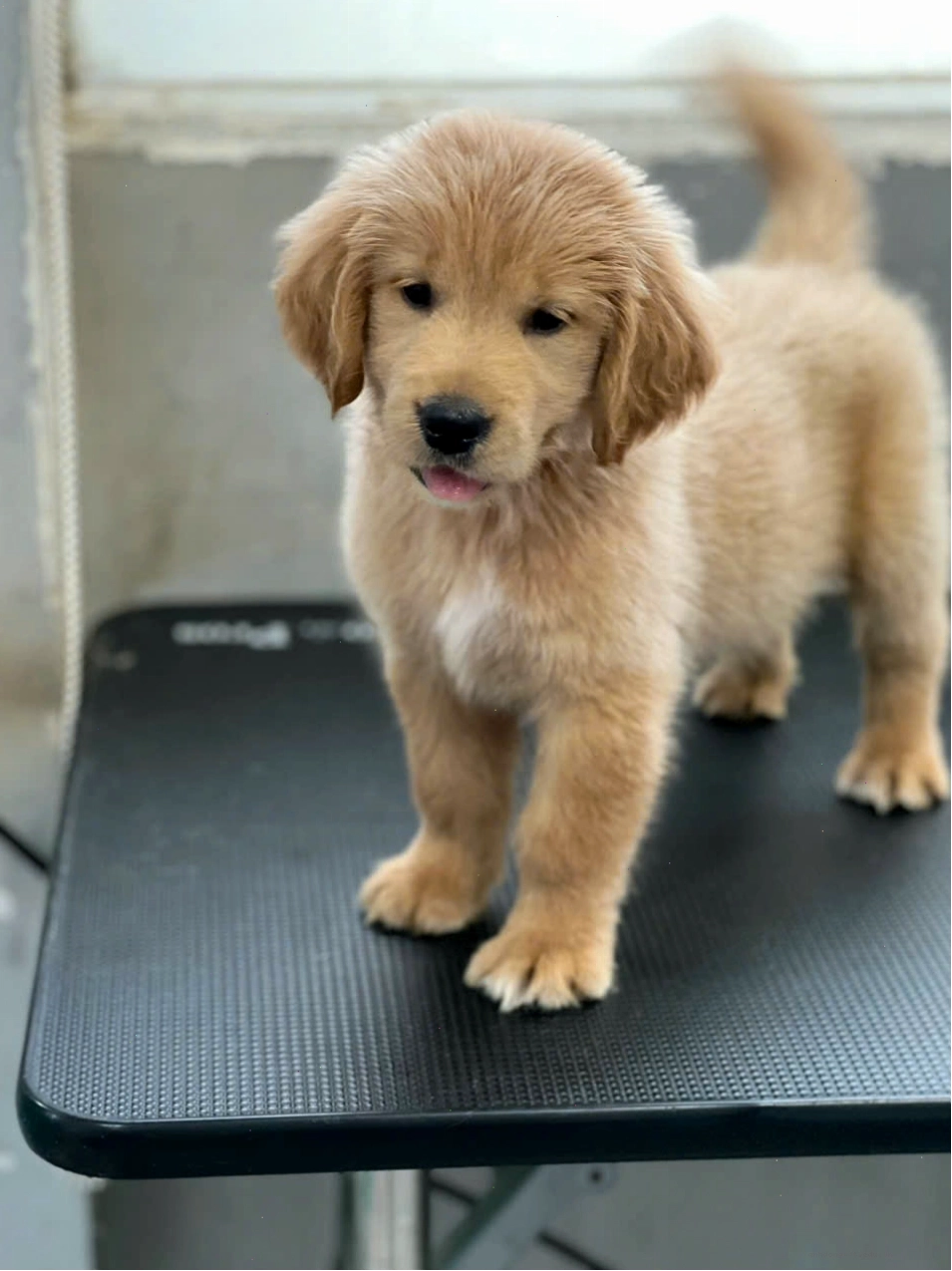 Chó Golden Retriever đáng yêu