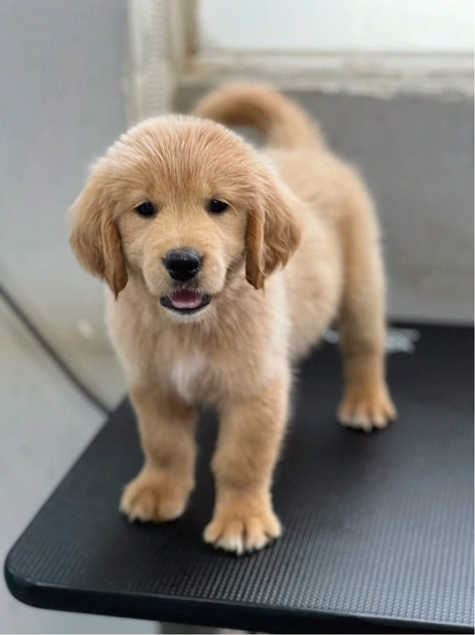 Chó Golden Retriever màu vàng nổi bật