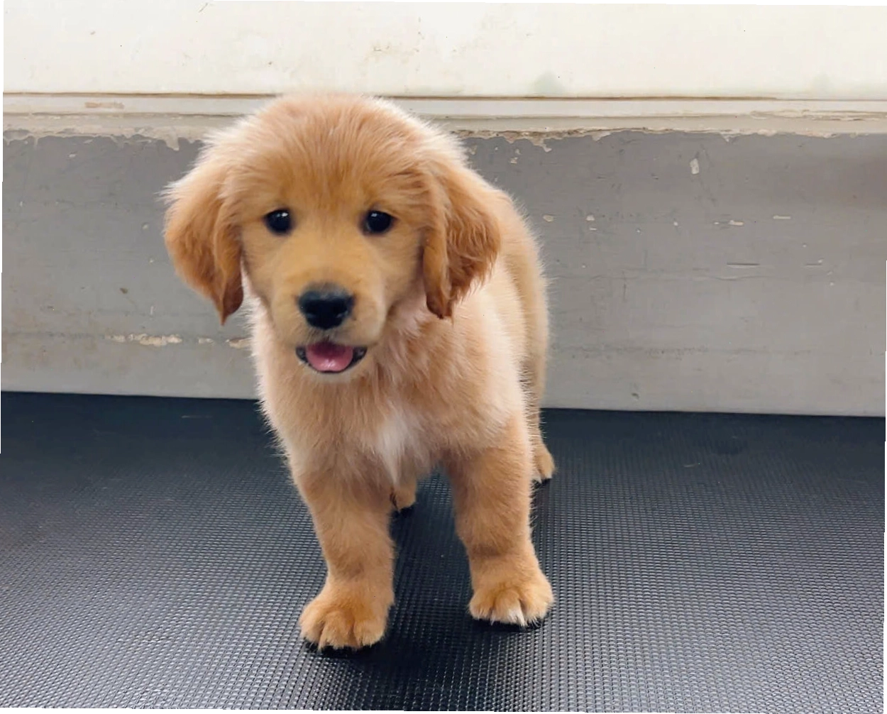 Chó Golden Retriever màu vàng với vẻ ngoài rạng rỡ