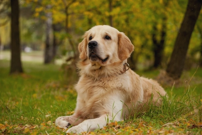 Chó Golden Retriever sở hữu bộ lông vàng óng mượt mà, thu hút mọi ánh nhìn