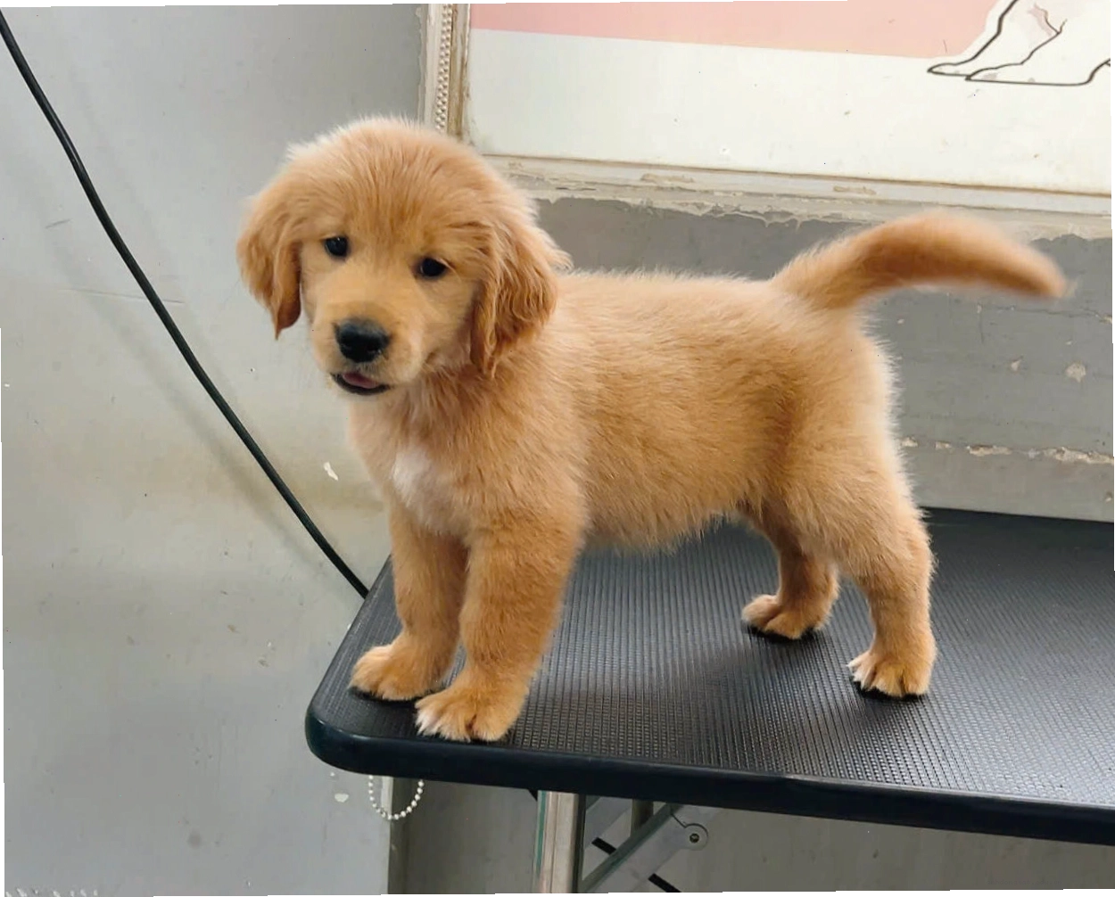 Chó Golden Retriever với biểu cảm ngộ nghĩnh