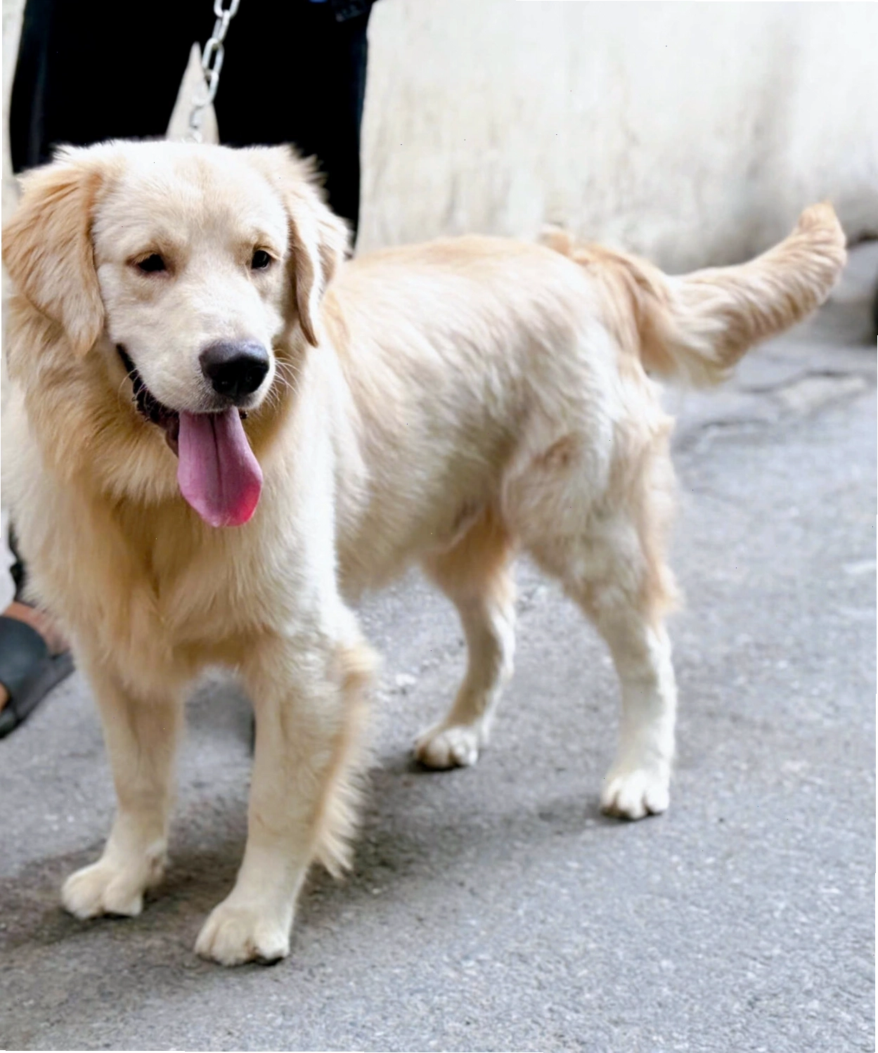 Chó Golden trưởng thành màu vàng kim