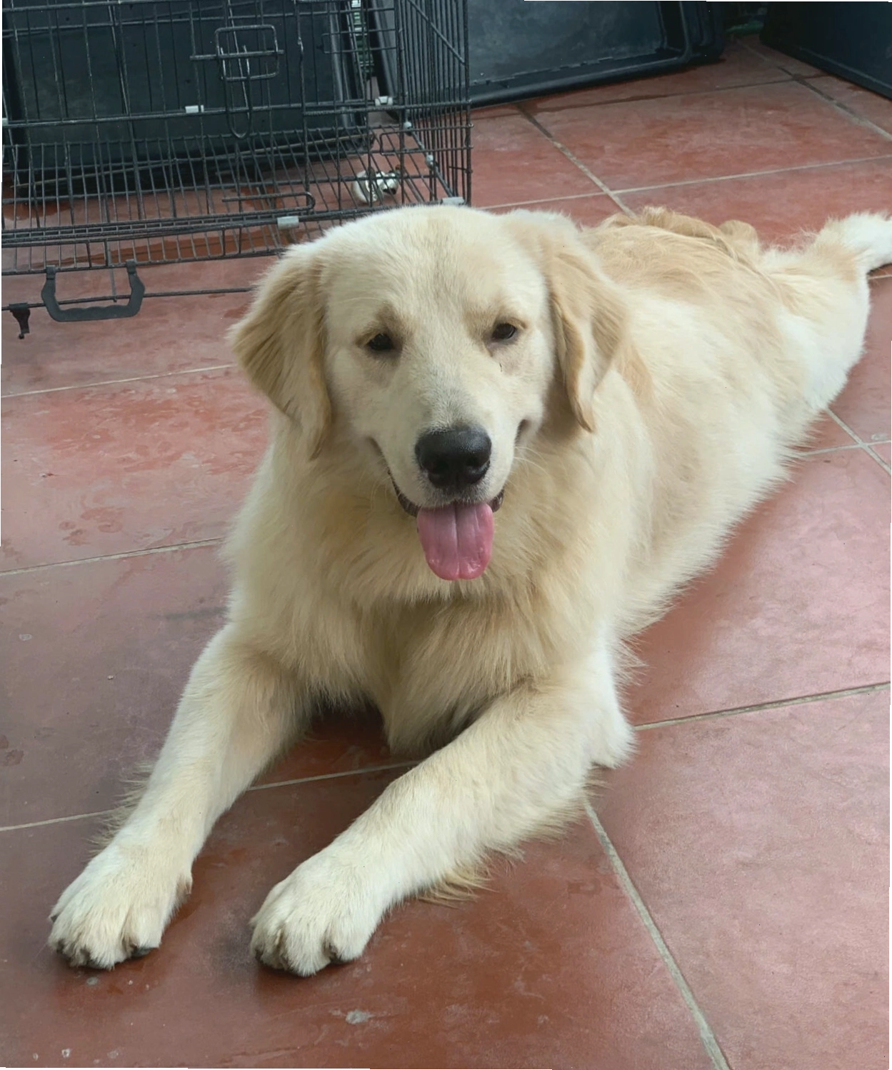 Chó Golden trưởng thành màu vàng kim