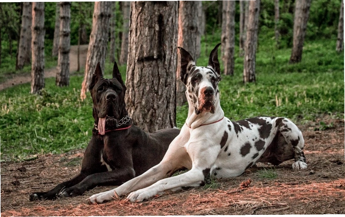 Chó Great Dane với dáng vẻ cao ráo và sang trọng